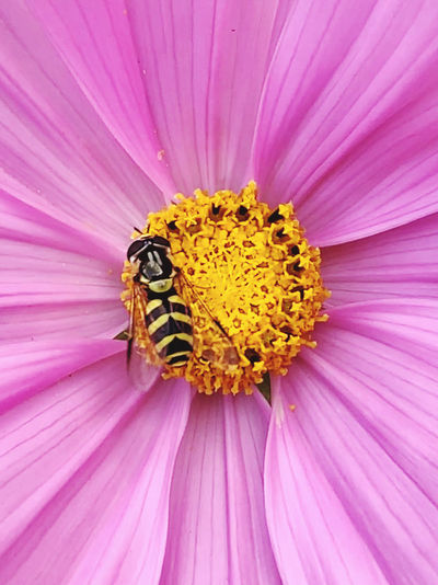 Close-up of honey bee on pink flower