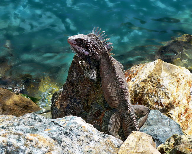 Side view of a reptile on rocky surface