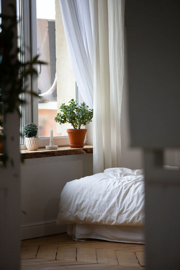 Potted plant on bed at home