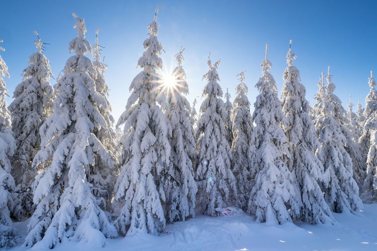 Winter spruce trees with sun rays. trees covered in deep snow