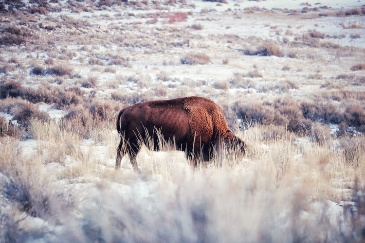 American bison grazing on field during winter