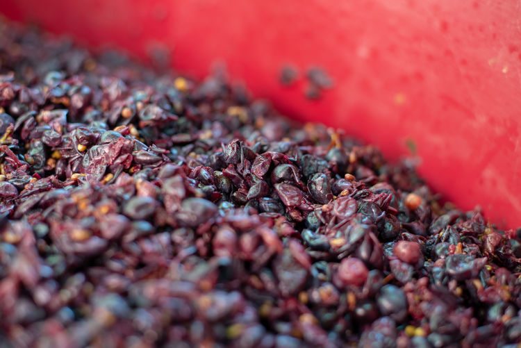 Red wine making in the tub, fermentation of blue grape must in hungarian cellar.