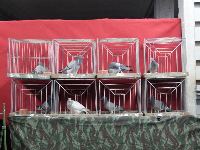 Close-up of birds in cages