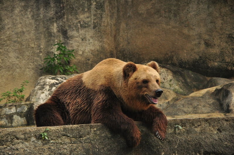 Grizzly bear relaxing at zoo