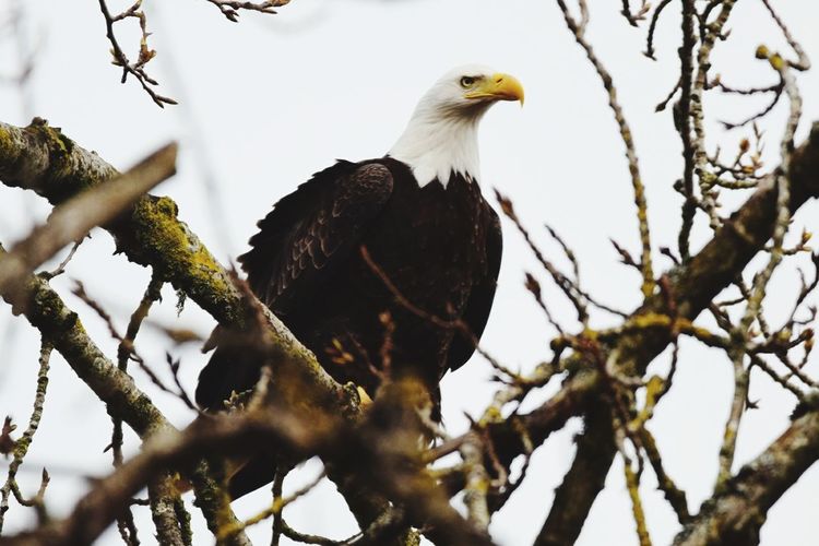 Low angle view of eagle perching on tree