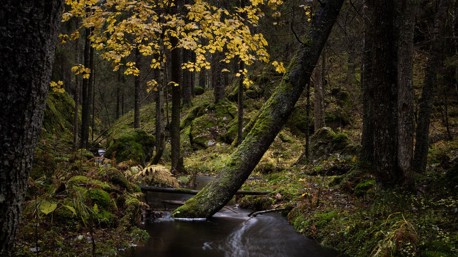 Plants and trees in forest