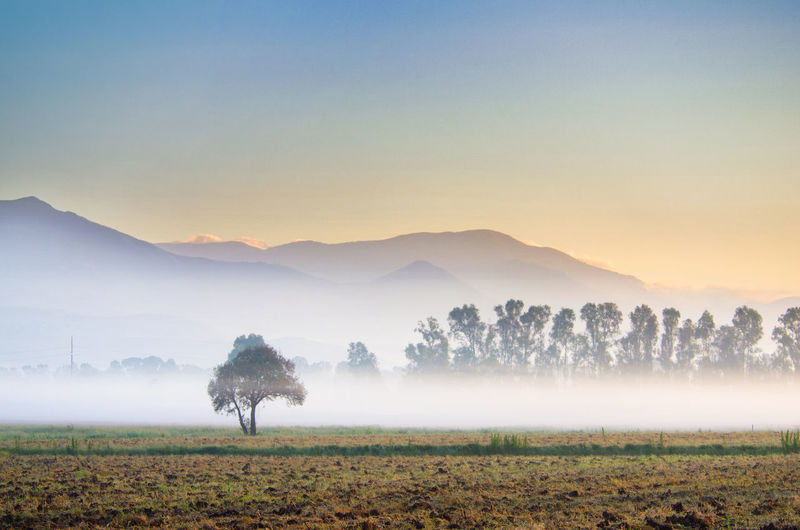 Trees on field against sky during foggy weather