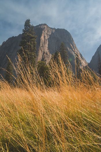 Scenic view of grass and mountains against sky