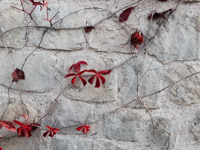 Close-up of red maple leaves on branch