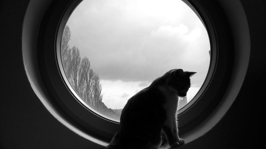 Cat sitting on circular glass window