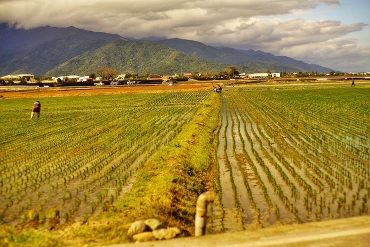 landscape