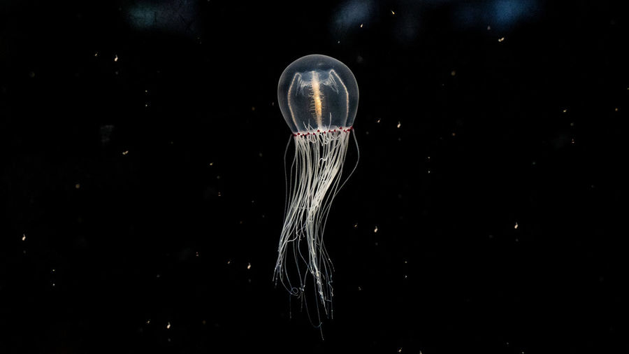 Close-up of jellyfish against black background