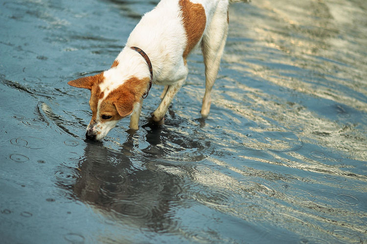 Dog drinking water from beach