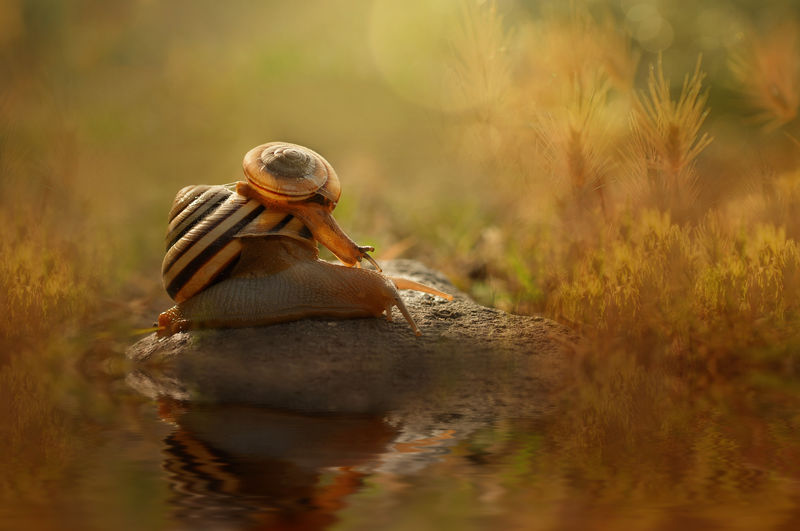 Two snail on the rocks