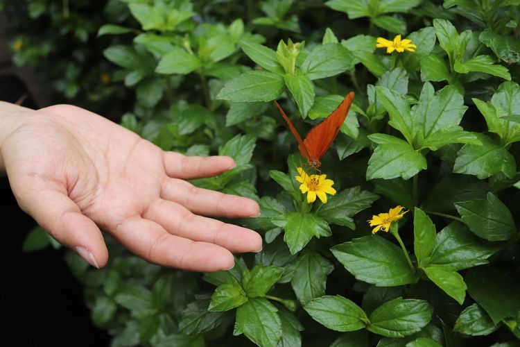 Cropped image of person hand on flowering plant