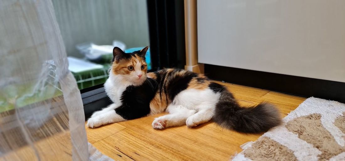 Portrait of cat sitting on wooden floor