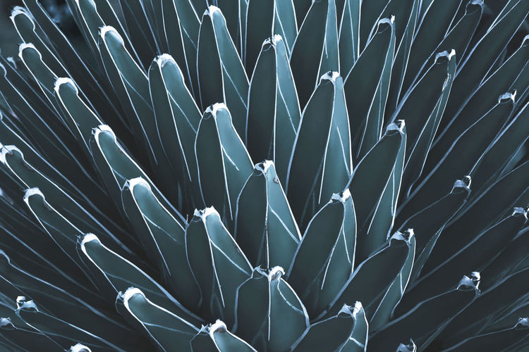 Queen victoria century agave plant in dark tone color natural abstract pattern background