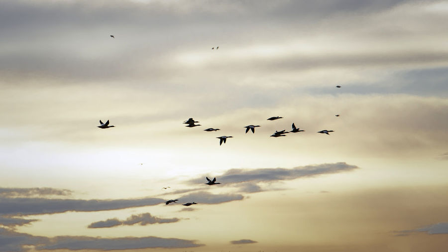 Low angle view of birds flying in sky