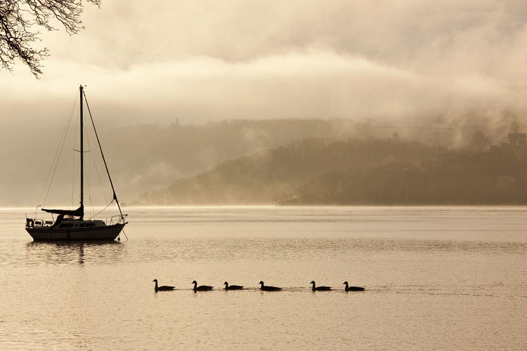 Ducks swimming by a sailboat at lake windermere in the lake district