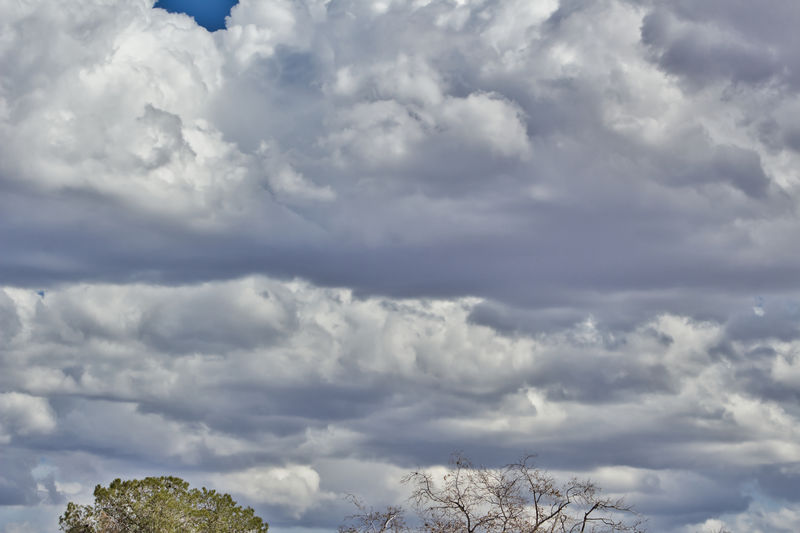 Low angle view of trees against cloudy sky