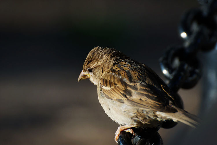 High angle view of sparrow perching on metallic chain