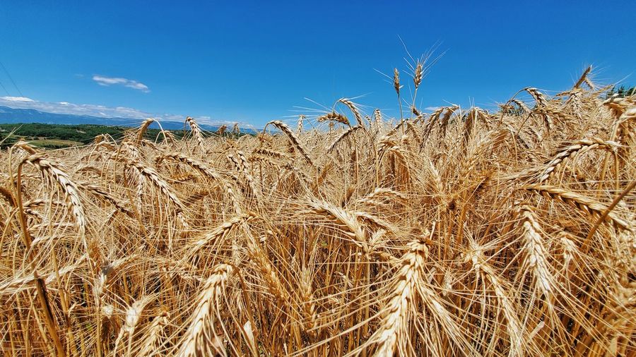 Scenic view of wheat field against blue sky