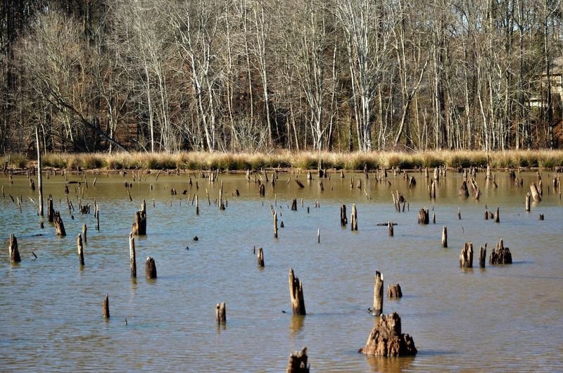 Tree stumps in lake
