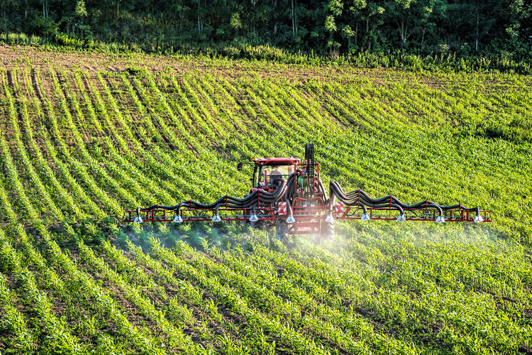 Farm tractor spraying pesticides over the field of ripening corn plants