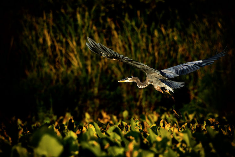 Bird flying over field