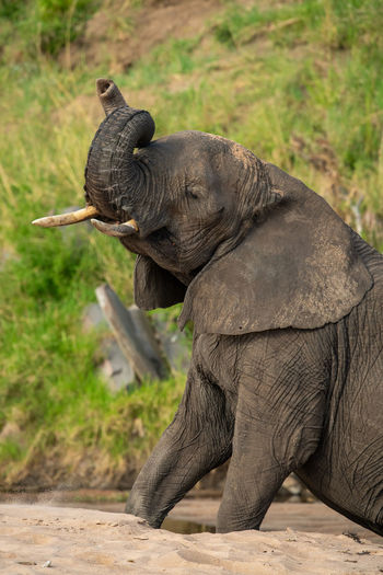 Close-up of african elephant sitting on beach