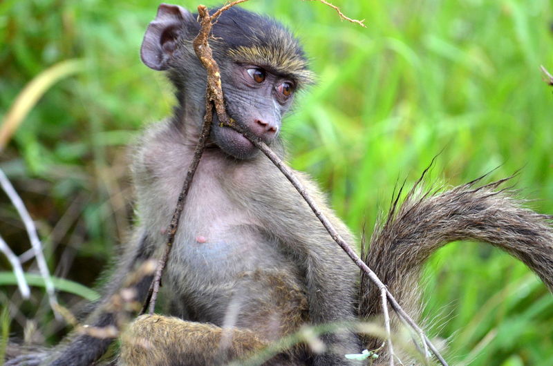 Little baboon playng with a stick in kruger national park