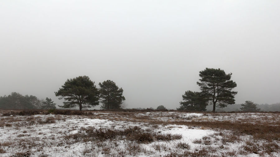 Trees on field against sky during winter