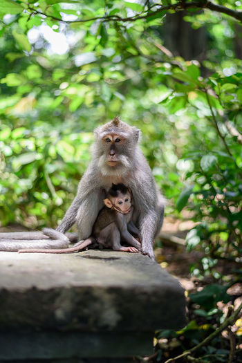Monkey sitting on tree