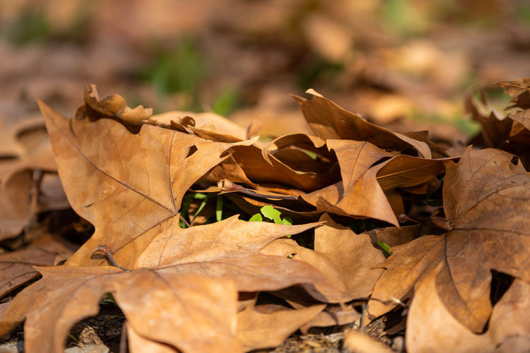 Close-up of dried autumn leaves on land