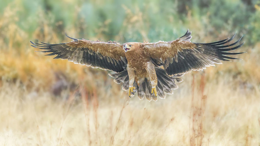 Close-up of golden eagle flying over field