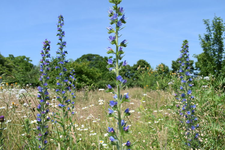 Close-up of purple flowering plants on field against blue sky