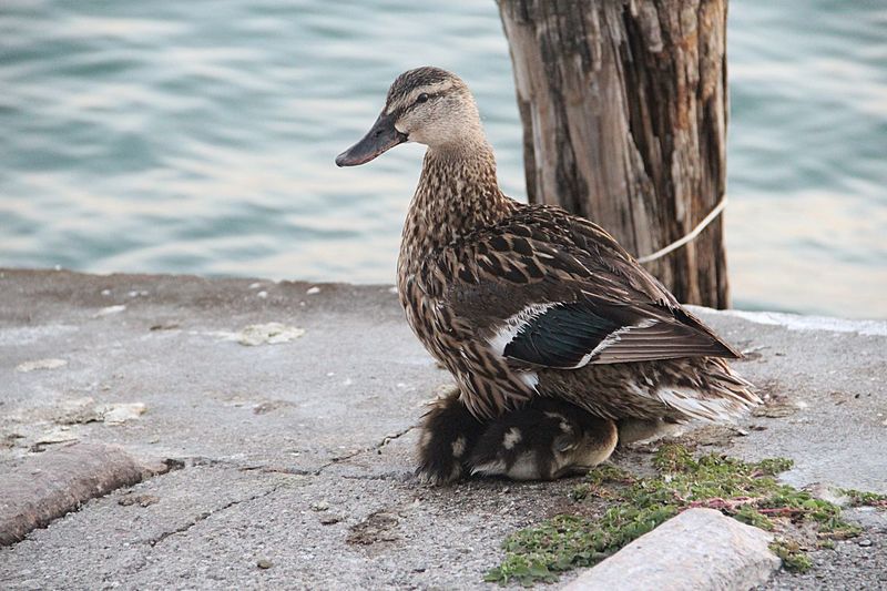 Mallard duck with ducklings on lakeshore