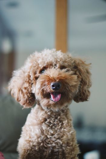 Close-up portrait of dog