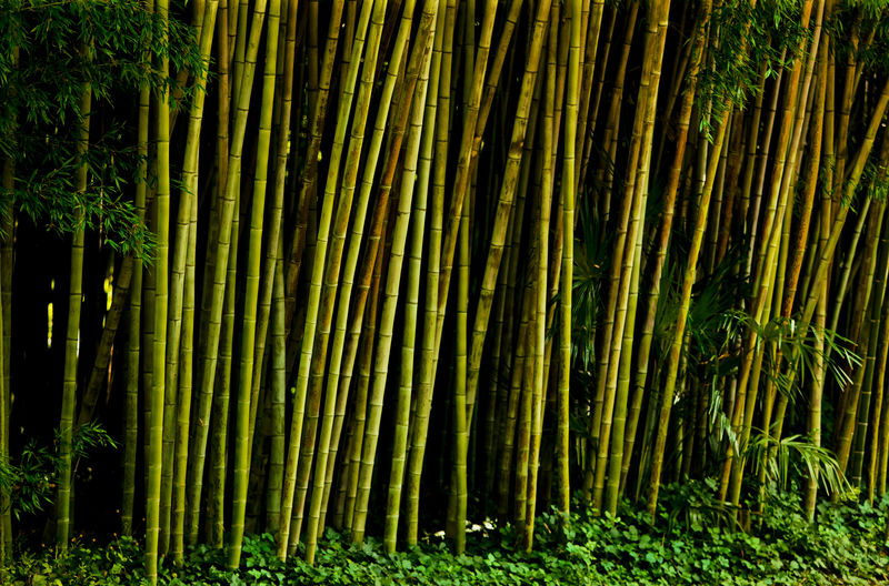 Full frame shot of bamboo trees in forest