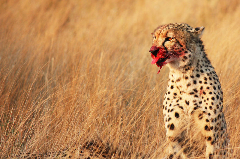 Close-up of cheetah on grassy field 