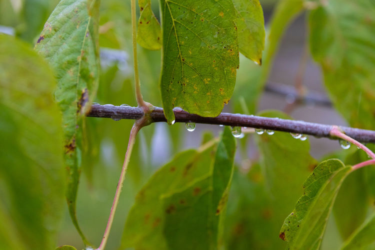 Close-up of wet leaves on plant