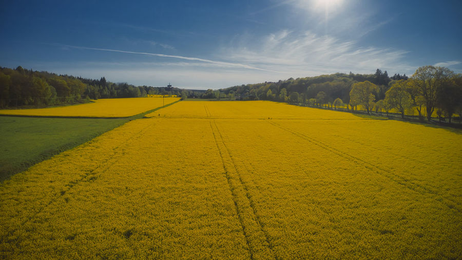 Scenic view of yellow rapeseed field against sky