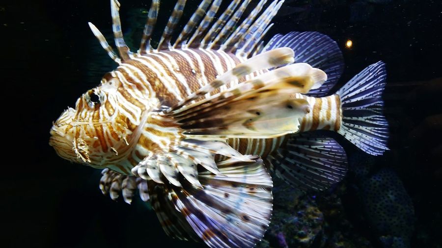 Close-up of lionfish swimming underwater