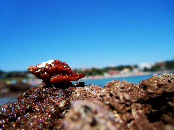 Conch on rocky coastline