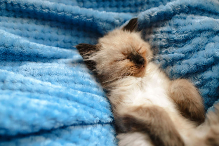 Close-up of kitten relaxing on bed