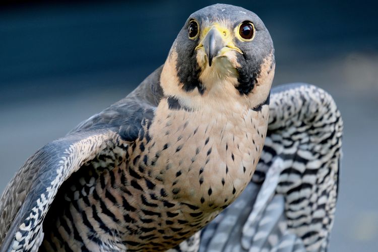 Falco peregrinus , peregrine falcon