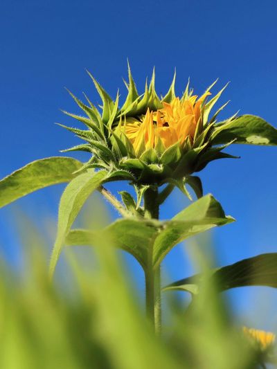 Close-up of yellow flowering plant against blue sky