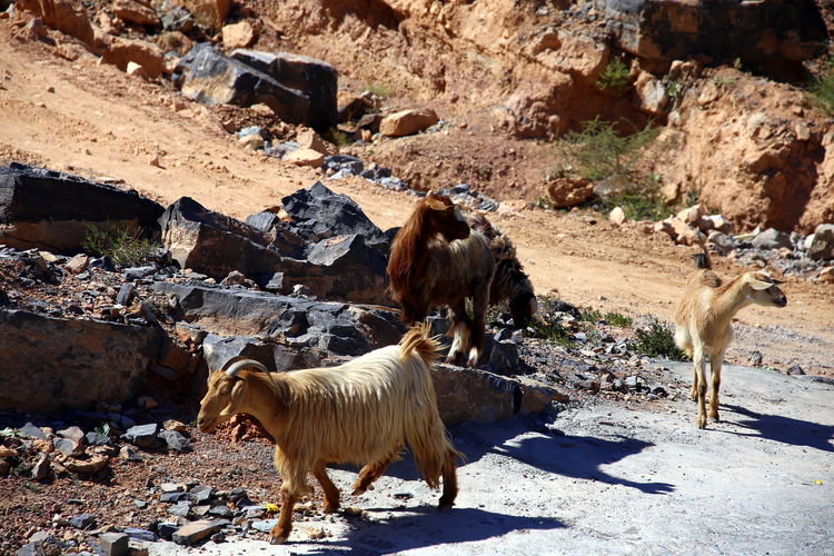 Grazing goats in dark rock mountains, wadi bani awf, al rustaq, south batinah governorate of oman