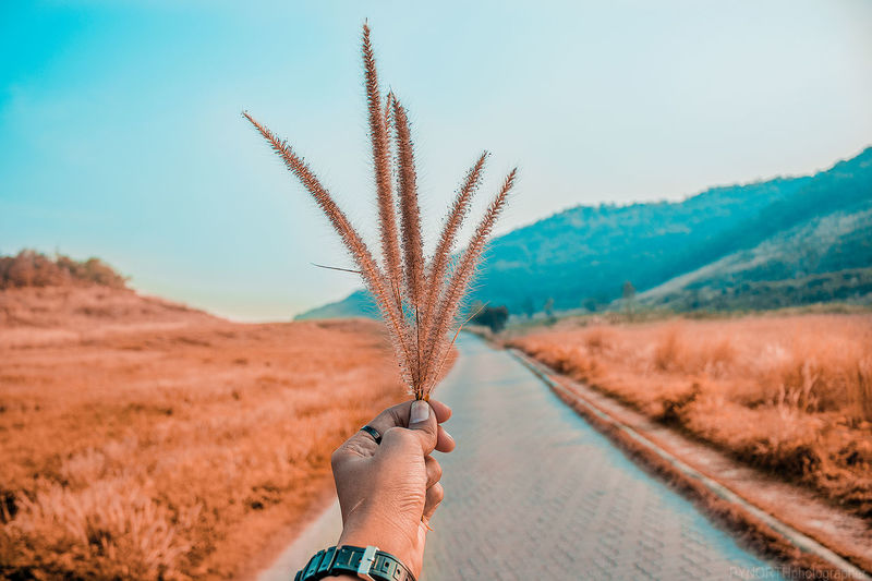 Cropped hand holding dried plant on road against clear sky