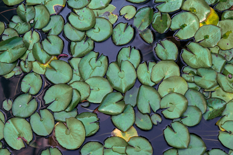 Full frame shot of lotus leaves floating on water